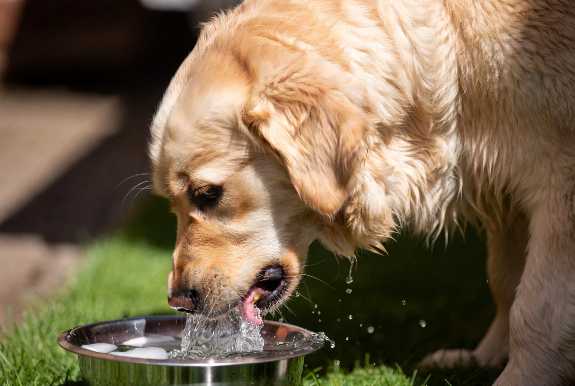 dog drinking water from bowl in summer heat