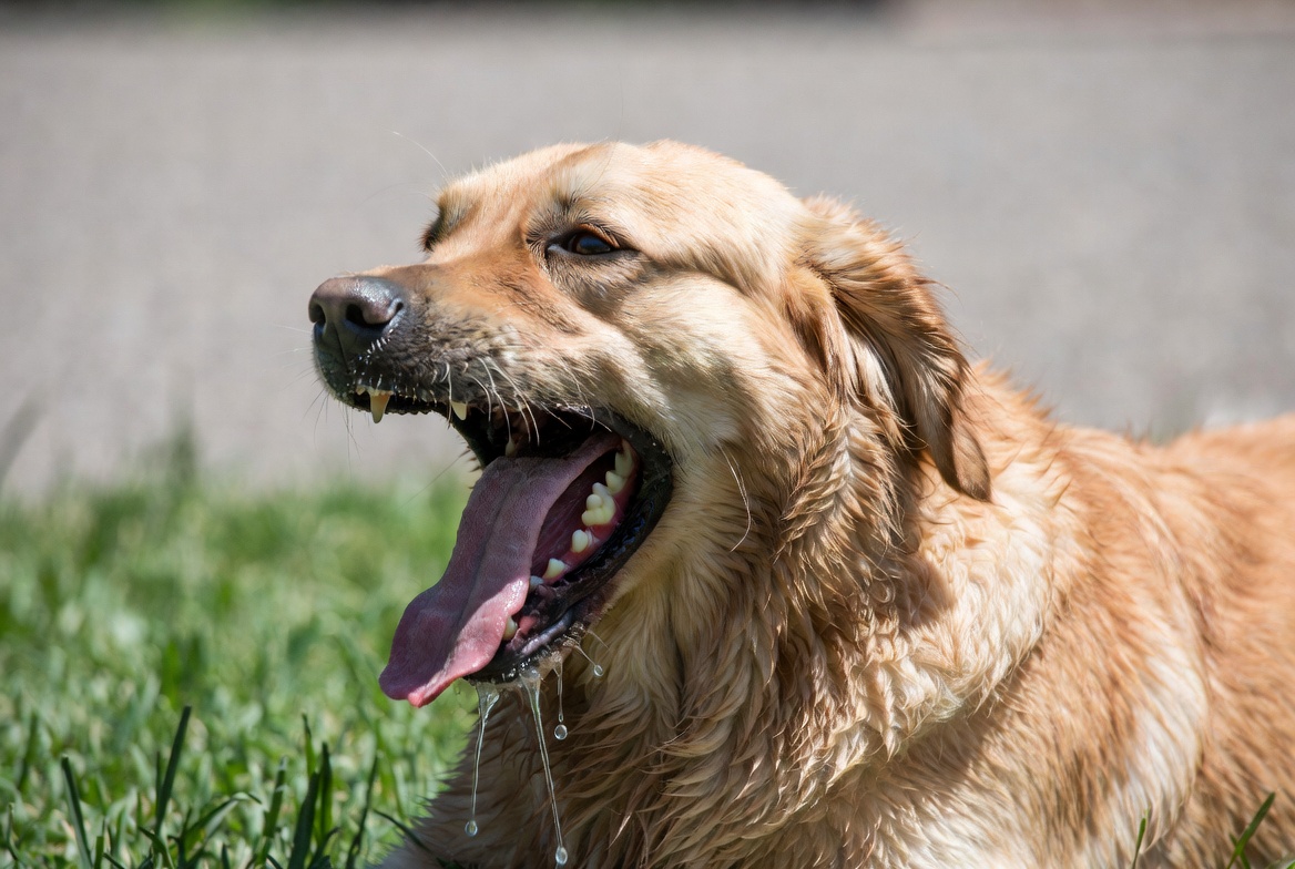 dog panting in summer heat signs of heatstroke