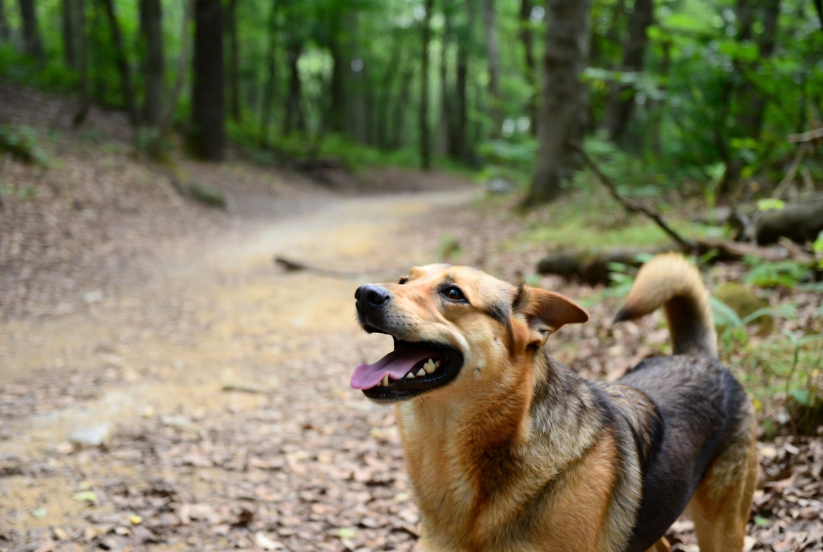 dog hiking trail woods tick prevention summer