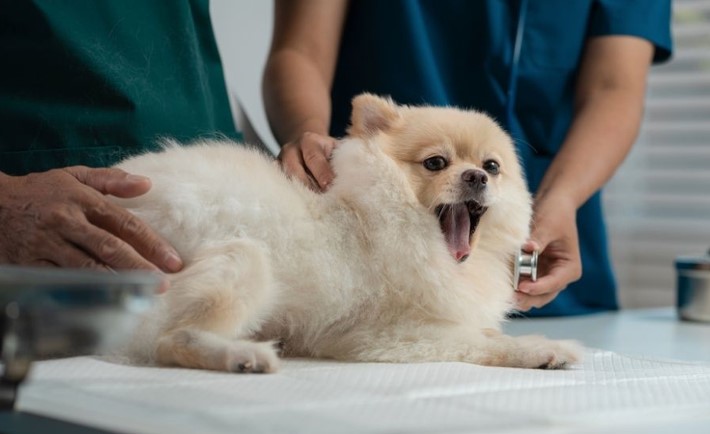 dog at vet after tick bite lyme disease symptoms