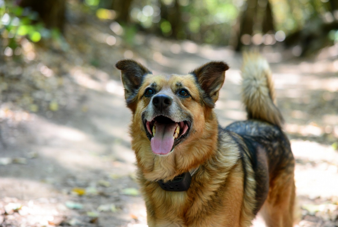 Dog Tick Collar