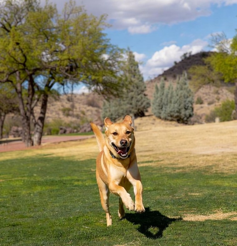 washington park phoenix dog park off leash