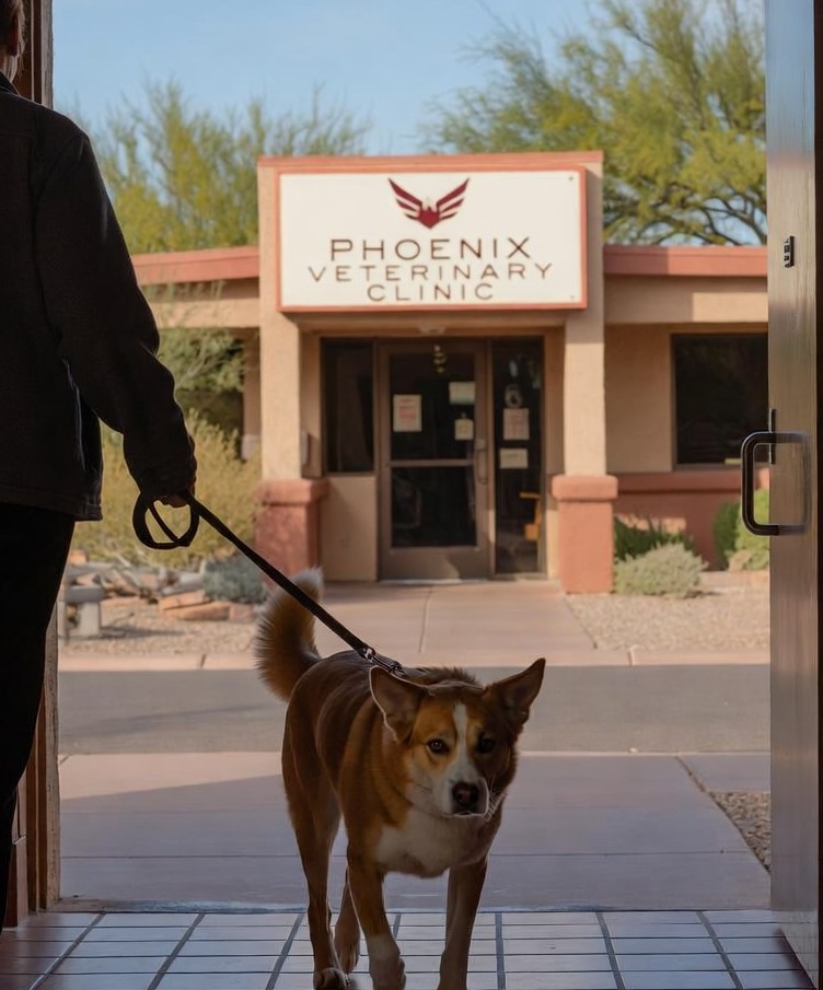 best veterinarians phoenix arizona dog care