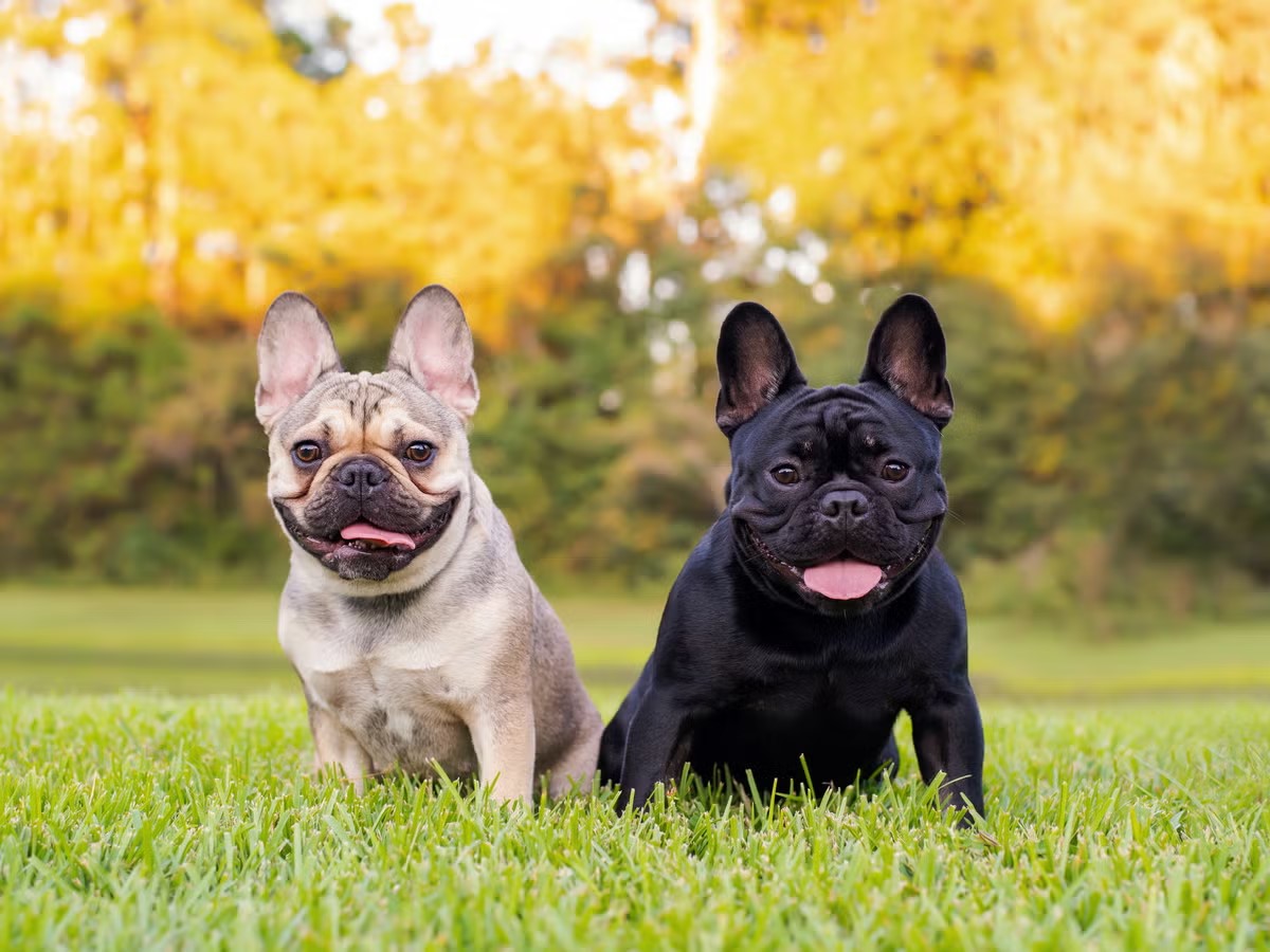 rench bulldog grooming folds cleaning how often