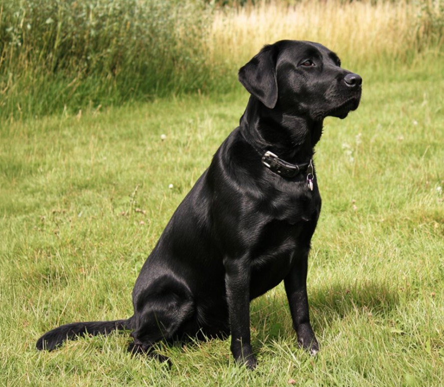 Labrador Retriever grooming frequency how often brush