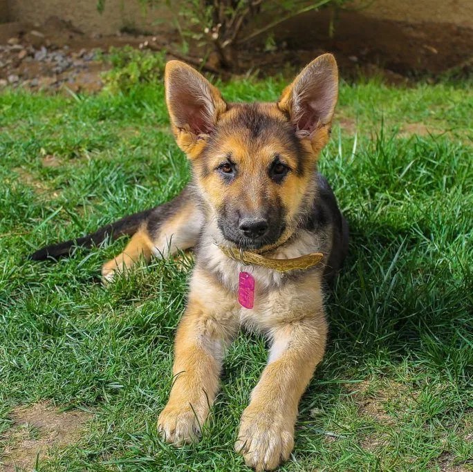 german shepherd grooming folds cleaning how often