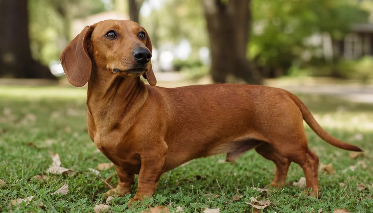 Dachshund grooming folds cleaning how often