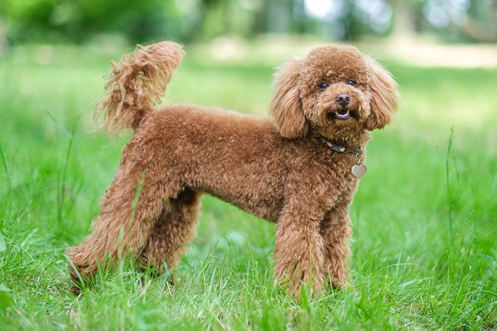 poodle grooming frequency teddy bear cut professional