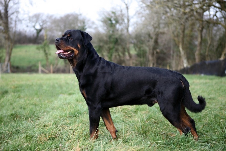 Rottweiler grooming frequency how often brush