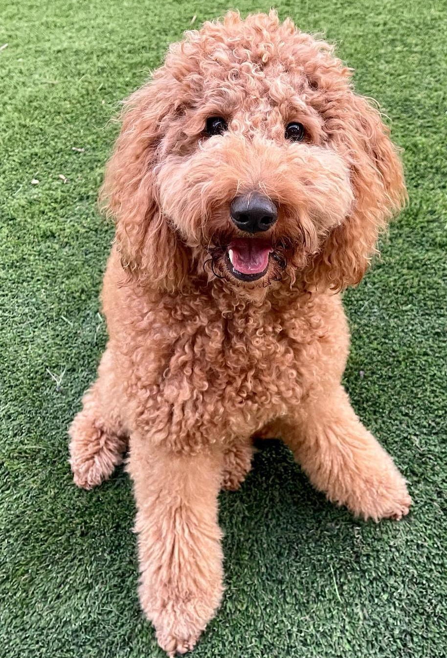 golden grooming frequency teddy bear cut professional
