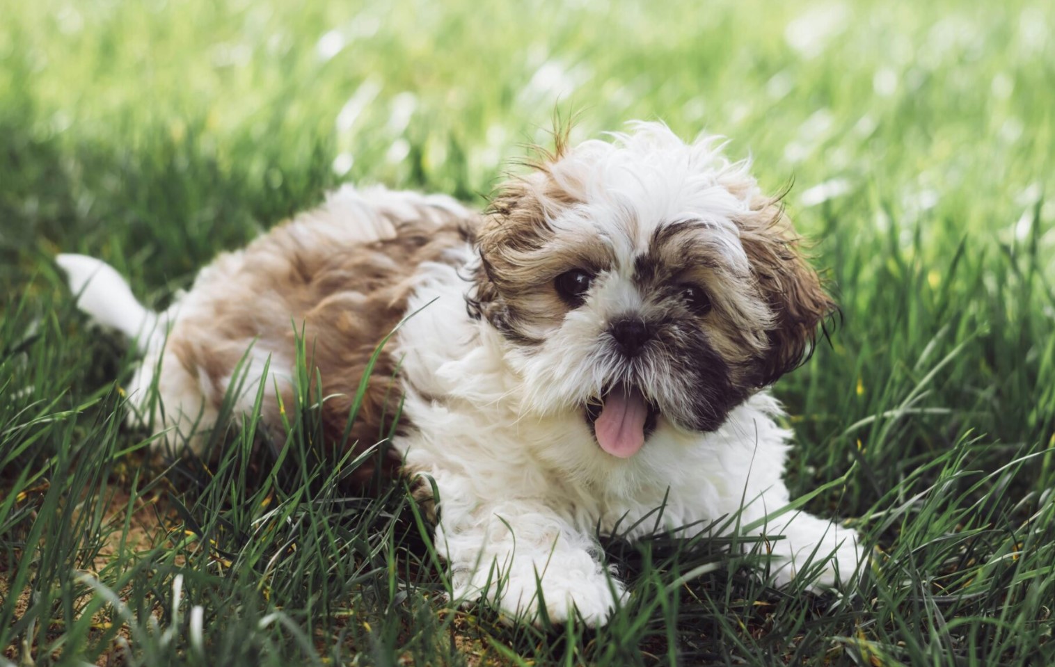 Shih Tzu grooming frequency how often brush